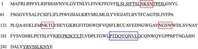 Molecular Characterization of a Tetraspanin TSP11 Gene in Echinococcus granulosus and Evaluation Its Immunoprotection in Model Dogs